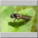 Cheilosia soror - Erzschwebfliege w01.jpg